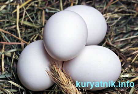 Подстилка в курятник