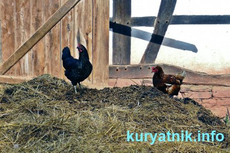 Подстилка в курятник
