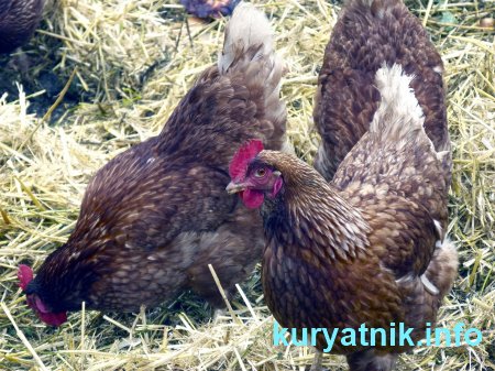 Подстилка в курятник