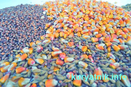 Как кормить курей чтобы несли много яиц