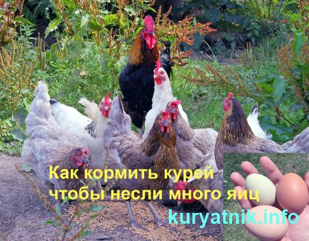 Как кормить курей чтобы несли много яиц