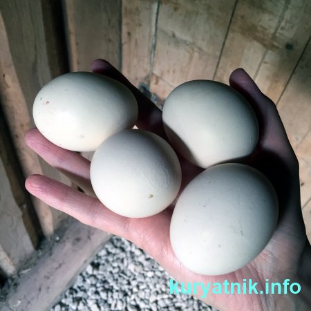 Как кормить курей чтобы несли много яиц