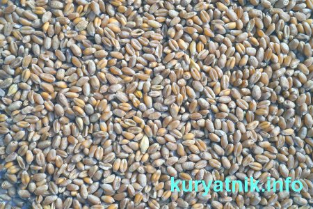 Как кормить курей чтобы несли много яиц