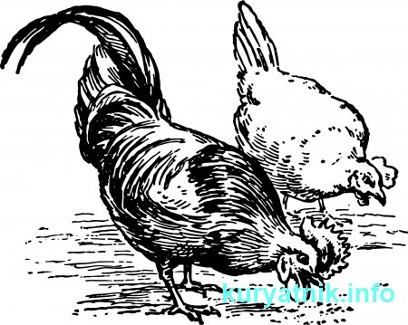 Как кормить курей чтобы несли много яиц