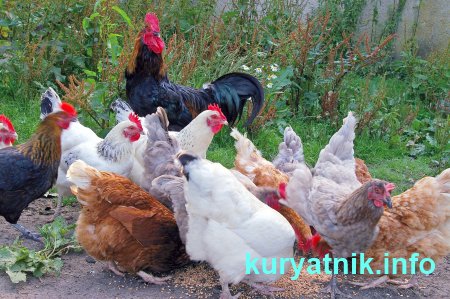 Как кормить курей чтобы несли много яиц