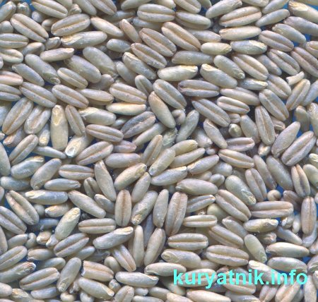 Как кормить курей чтобы несли много яиц