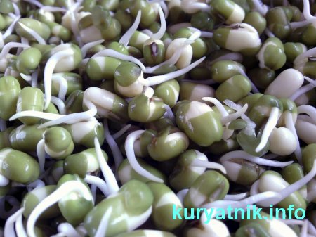 Как кормить курей чтобы несли много яиц