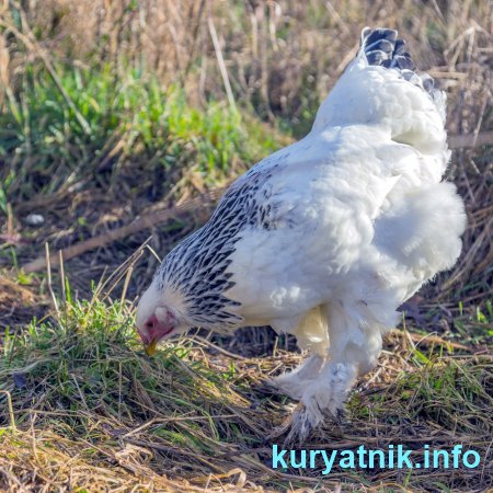 Куры породы брама