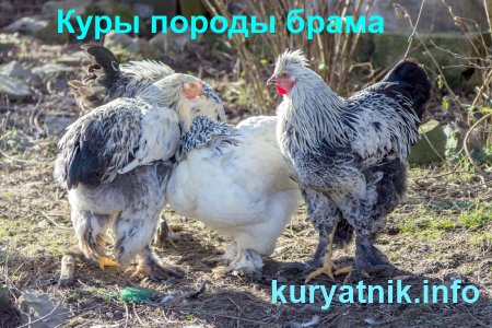 Куры породы брама
