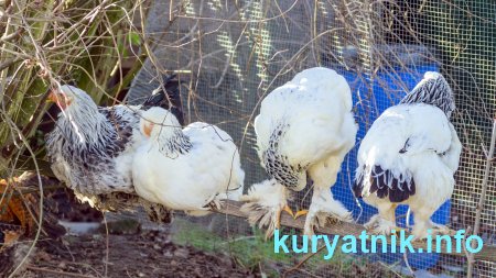 Куры породы брама
