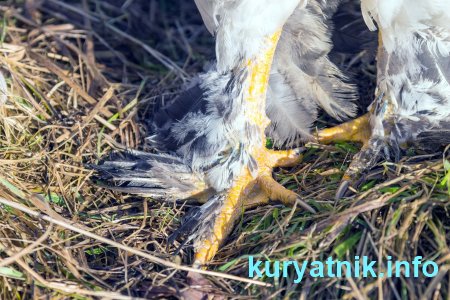 Куры породы брама