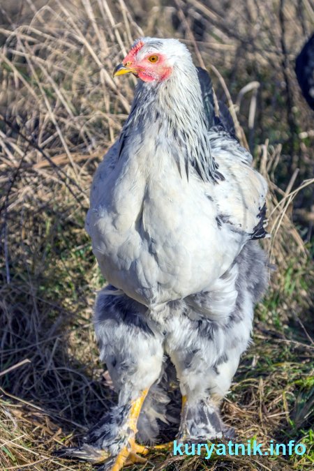 Куры породы брама
