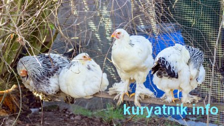 Куры породы брама