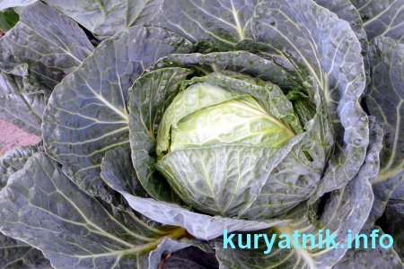 Почему куры клюют яйца что делать