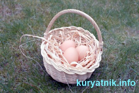 Почему куры клюют яйца что делать