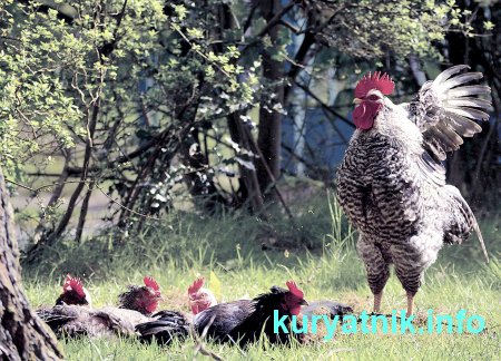 Почему куры клюют яйца что делать