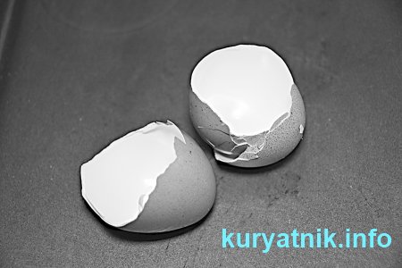 Почему куры клюют яйца что делать