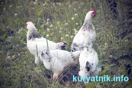 Почему куры плохо несутся летом