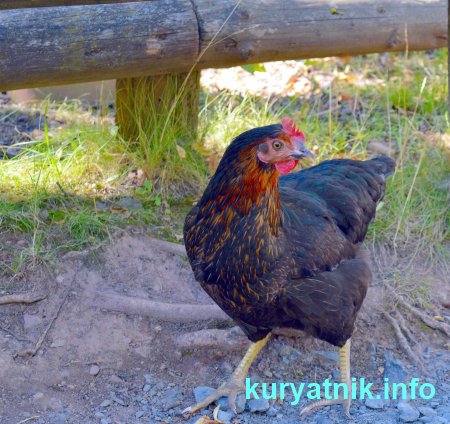 Почему куры плохо несутся летом