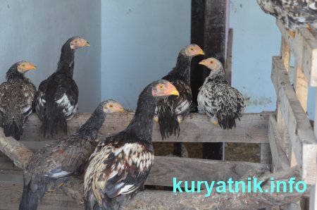 Бойцовые куры Фото