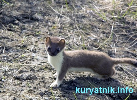 Как избавиться от ласки в курятнике