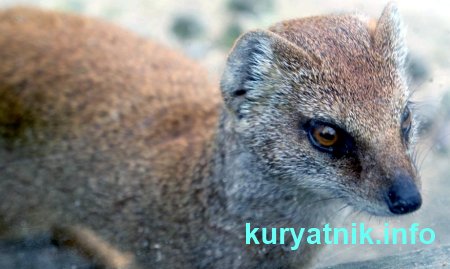 Как избавиться от ласки в курятнике