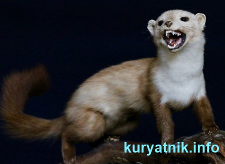 Как избавиться от ласки в курятнике