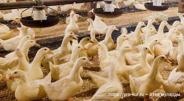 Муларды — выращивание в домашних условиях, кормление