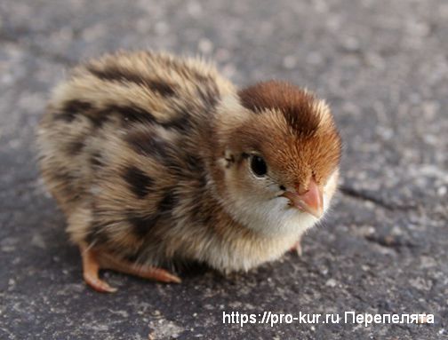 Уход за перепелятами с первого дня жизни в домашних условиях