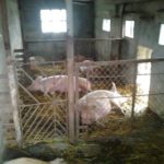 Как построить свинарник самостоятельно Как построить свинарник самостоятельно