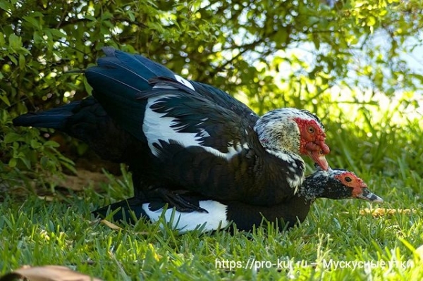 Мускусные утки в домашних условиях