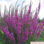 Как сделать пруд на даче, в саду, возле дома Как сделать пруд на даче, в саду, возле дома