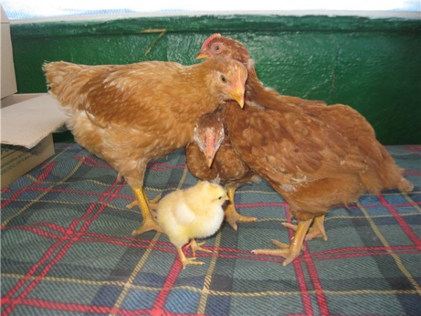 Все о Венгерских курах