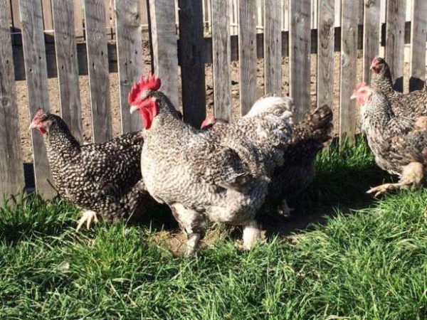 Для чего выращиваются тяжелые мясо-яичные куры в домашнем хозяйстве Для чего выращиваются тяжелые мясо-яичные куры в домашнем хозяйстве