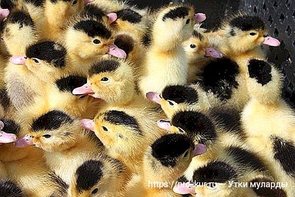 Муларды — выращивание в домашних условиях, кормление