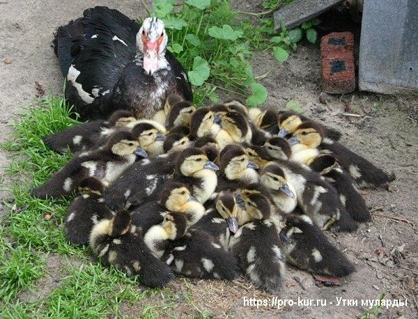 Утки муларды в домашних условиях