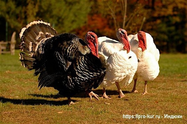 Условия выращивания индюков