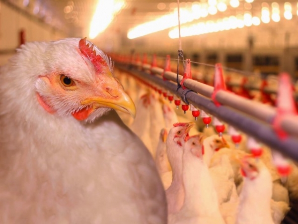 Все о многообразии бройлерных пород Все о многообразии бройлерных пород