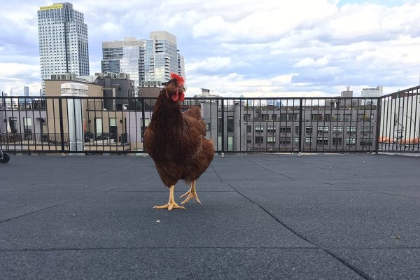 Курица живет в квартире — фото и карьера несушки фотомодели