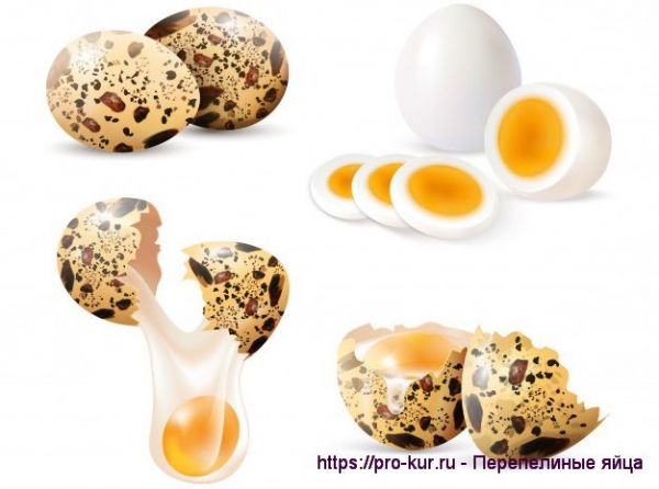 Польза и вред перепелиных яиц для детей