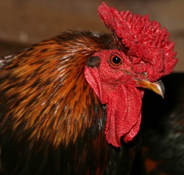 ТОП-15 элитных и редких пород кур ТОП-15 элитных и редких пород кур
