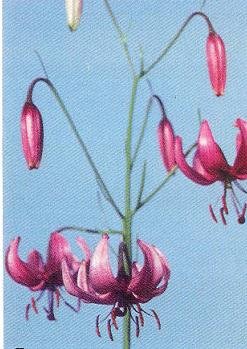 Лилии - описание, классификация сортов Лилии - описание, классификация сортов