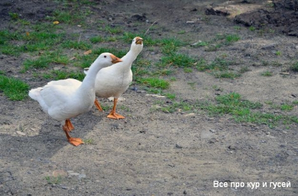 От чего зависит яйценоскость гусей
