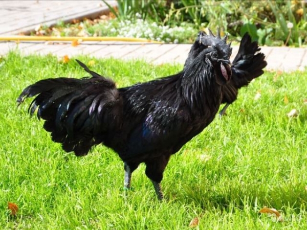 Все, что вы хотели знать о декоративных курах Все, что вы хотели знать о декоративных курах