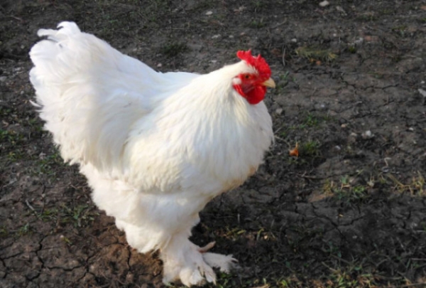 Кохинхин — придворная курочка императора Китая Кохинхин — придворная курочка императора Китая