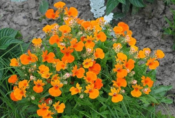 Выращивание цветов вида Нимезия из семян: от посадки до ухода Выращивание цветов вида Нимезия из семян: от посадки до ухода