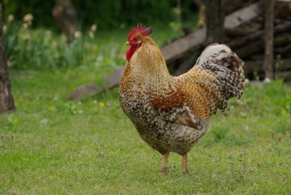 Все о немецких курах Билефельдер