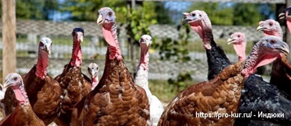 Интересные факты о индюках