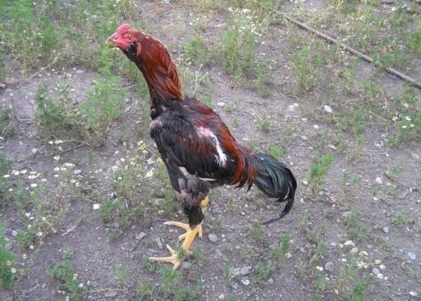 Петушиные бои или Все о бойцовских породах кур Петушиные бои или Все о бойцовских породах кур