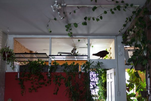 Курица живет в квартире — фото и карьера несушки фотомодели